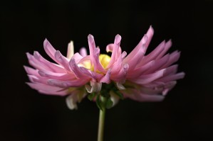 Dahlias Front Profile